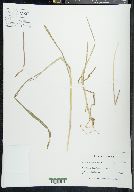 Echinochloa colona image