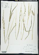 Echinochloa colona image