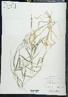 Echinochloa colona image