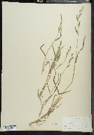 Echinochloa colona image