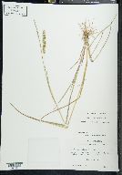 Echinochloa colona image