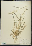 Echinochloa colona image