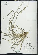 Echinochloa colona image