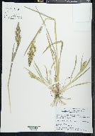 Echinochloa muricata var. muricata image