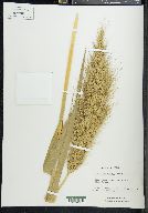 Echinochloa walteri image