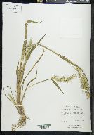 Echinochloa walteri image