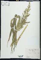 Echinochloa walteri image