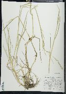 Glyceria acutiflora image