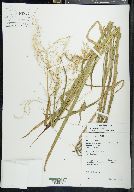 Glyceria canadensis image