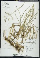 Glyceria canadensis image