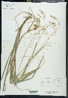 Glyceria canadensis image