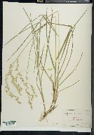 Glyceria canadensis image