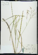 Glyceria canadensis image