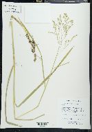 Glyceria canadensis image