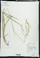 Glyceria canadensis image