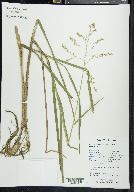 Glyceria canadensis image