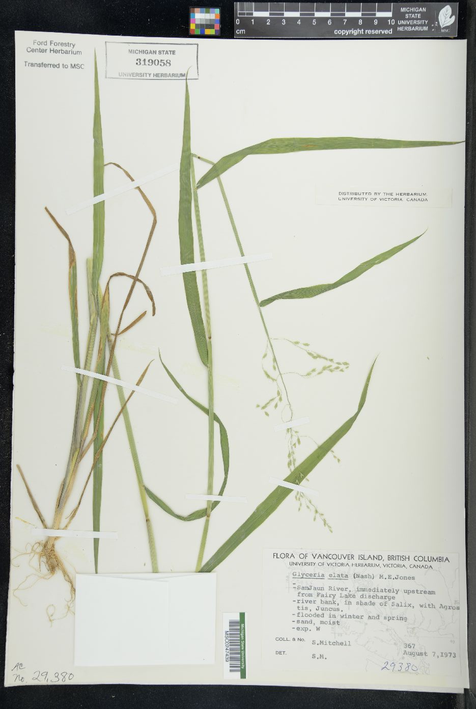 Glyceria elata image