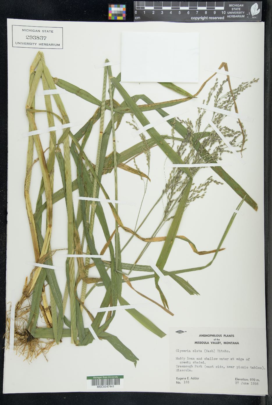 Glyceria elata image