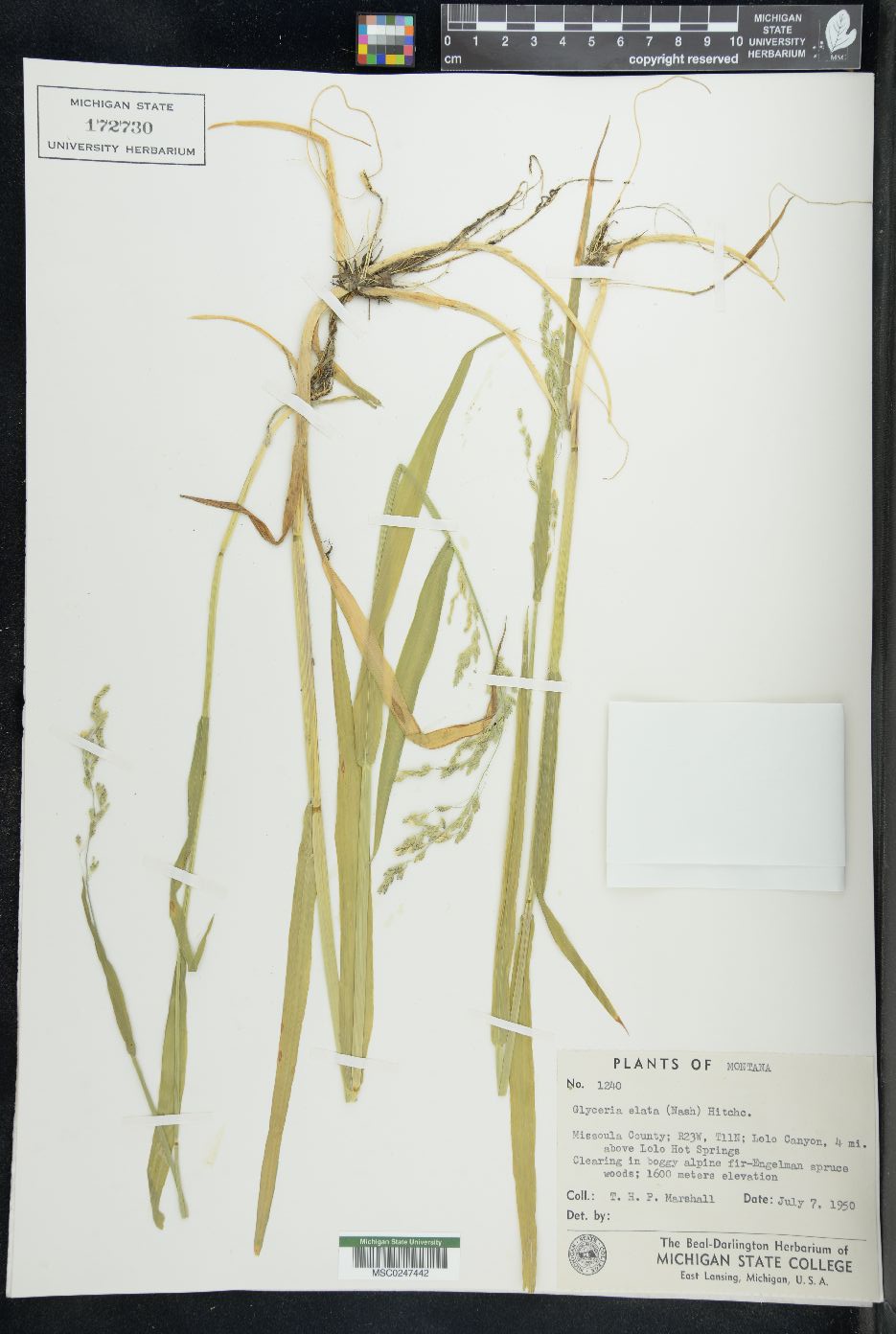 Glyceria elata image