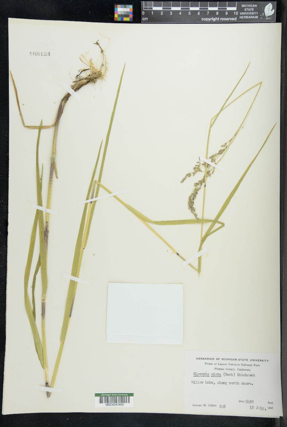 Glyceria elata image