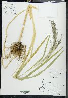 Glyceria grandis image