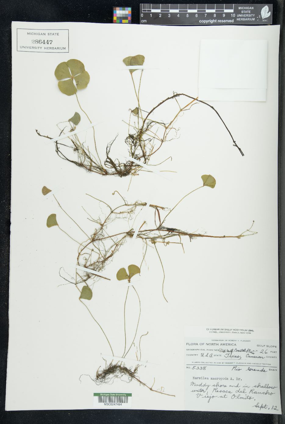 Marsilea macropoda image