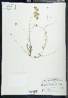 Marsilea vestita image