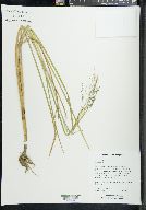 Glyceria grandis image