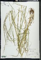 Glyceria melicaria image