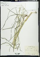 Glyceria melicaria image