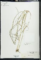 Glyceria melicaria image