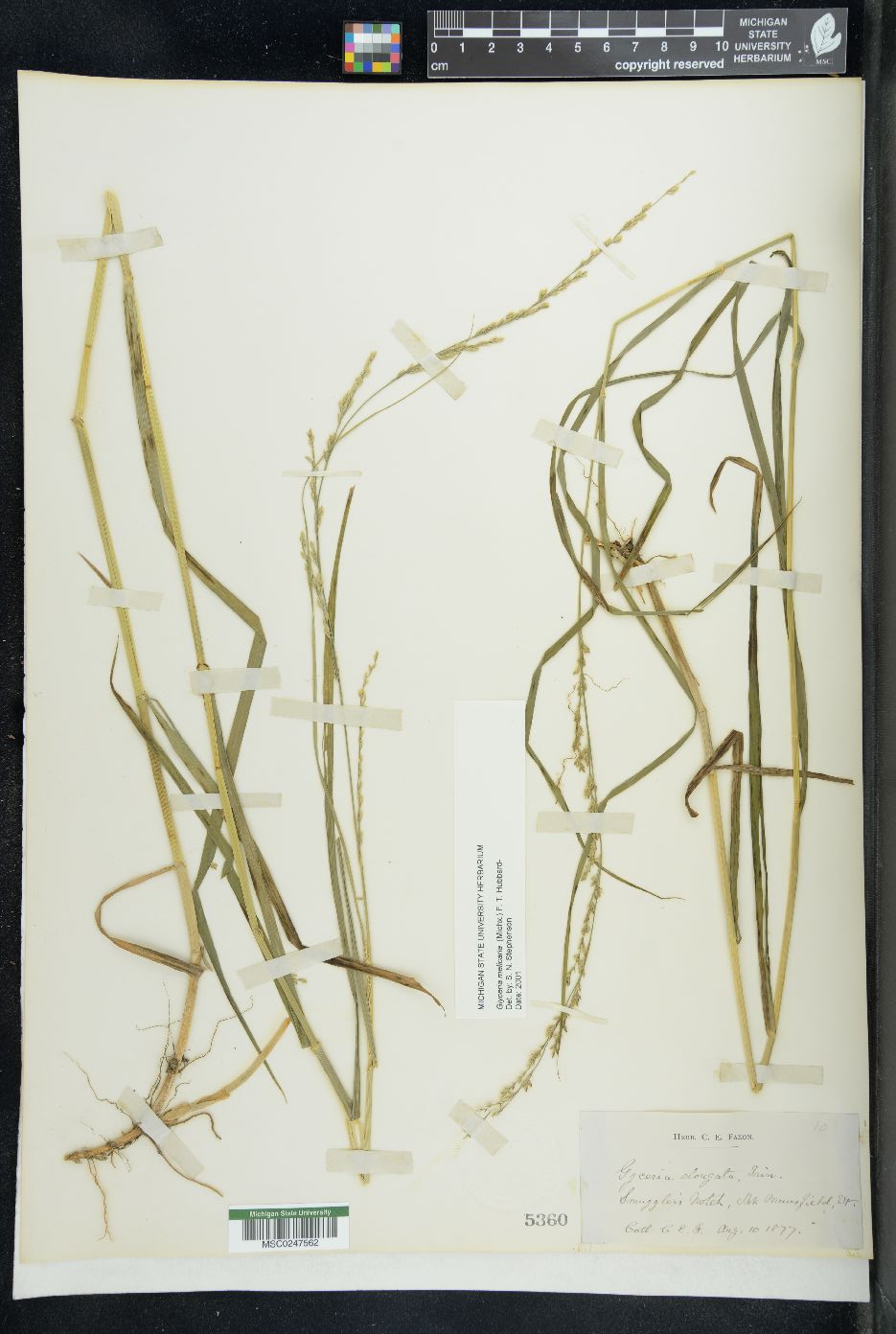 Glyceria melicaria image