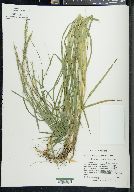 Glyceria melicaria image