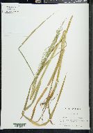 Glyceria nubigena image