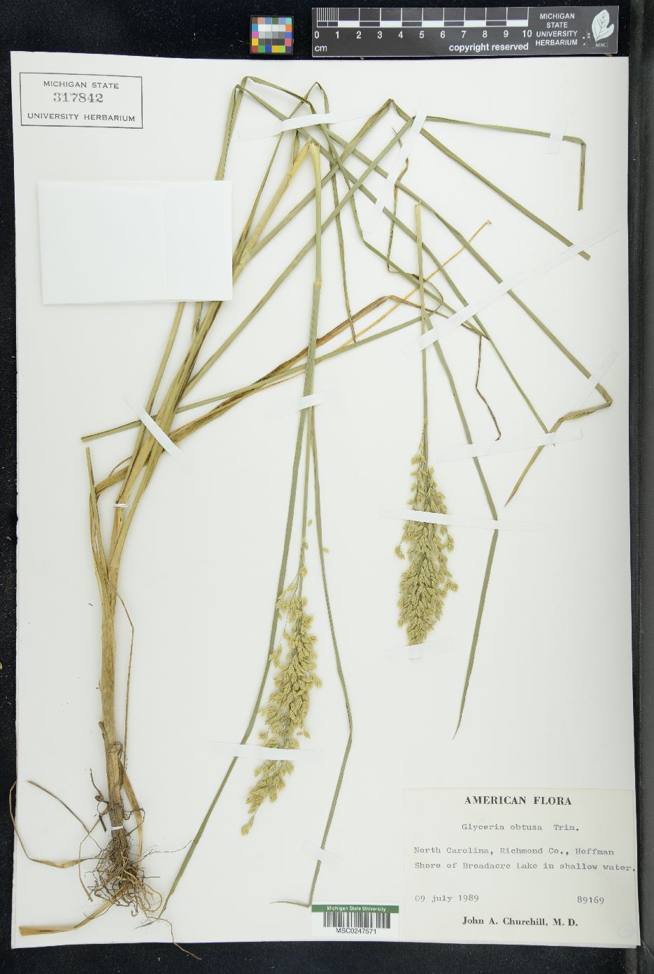 Glyceria obtusa image
