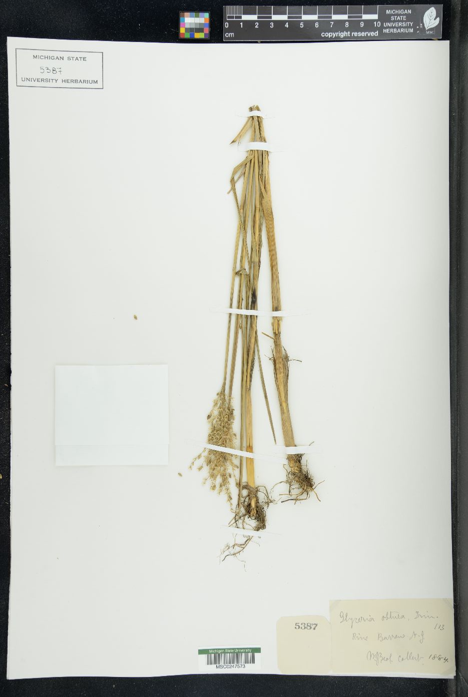 Glyceria obtusa image