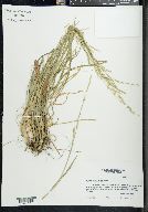 Glyceria septentrionalis image