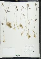 Poa alpina image