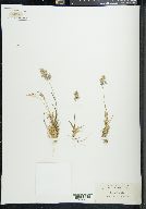 Poa alpina image