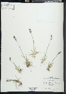 Poa alpina image