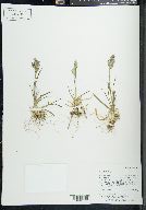 Poa alpina image