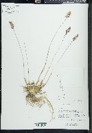 Poa alpina image