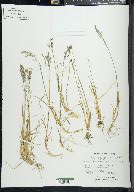 Poa alpigena image