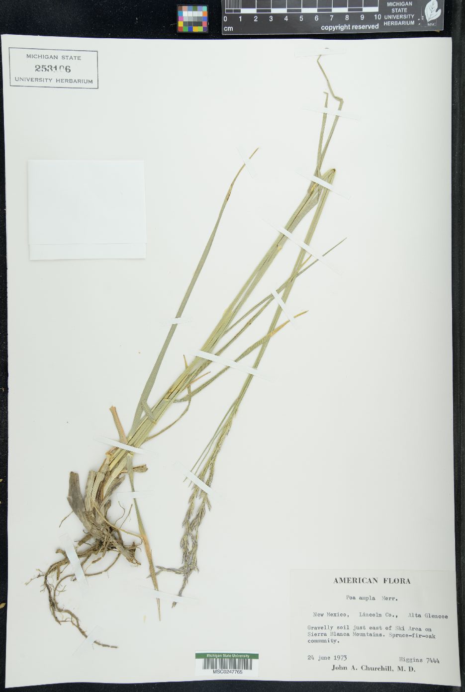 Poa secunda var. ampla image