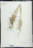 Poa secunda var. ampla image