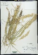 Poa arachnifera image