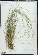 Poa autumnalis image