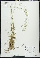 Poa autumnalis image