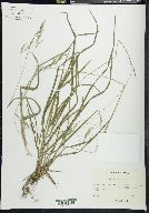 Poa autumnalis image