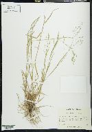 Poa autumnalis image